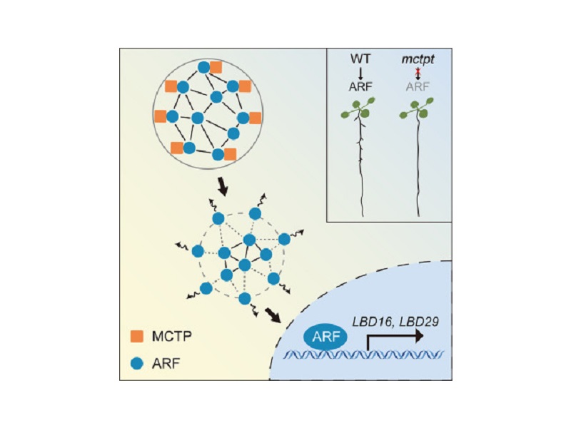 上海交大刘路课题组揭示MCTP蛋白调控的生长素信号转导新机制