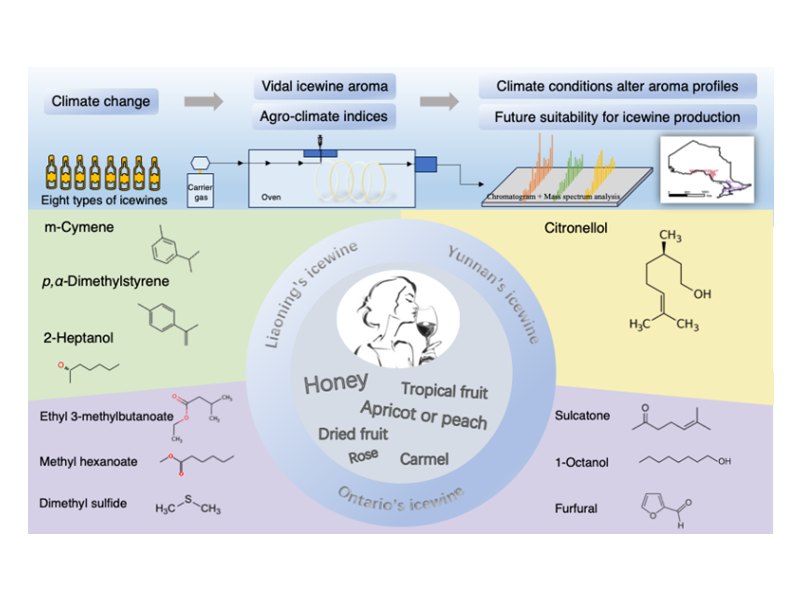 上海交大张才喜课题组揭示中国冰酒的主要风味特征及气候变化下的产区迁移趋势